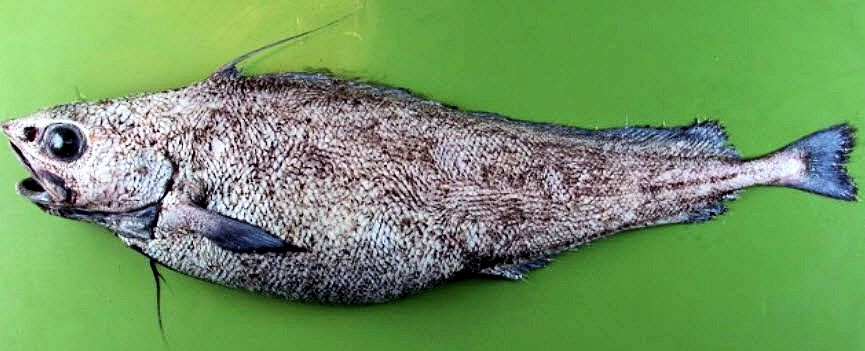 Antimora rostrata_02.jpg